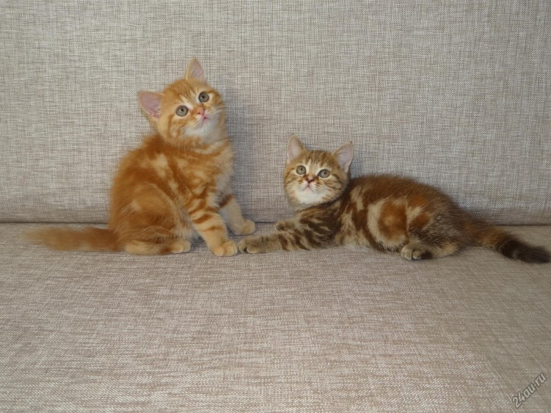 Котята британцы красный мрамор