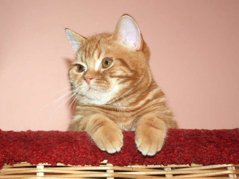 Котик британец вислоухий рыжий