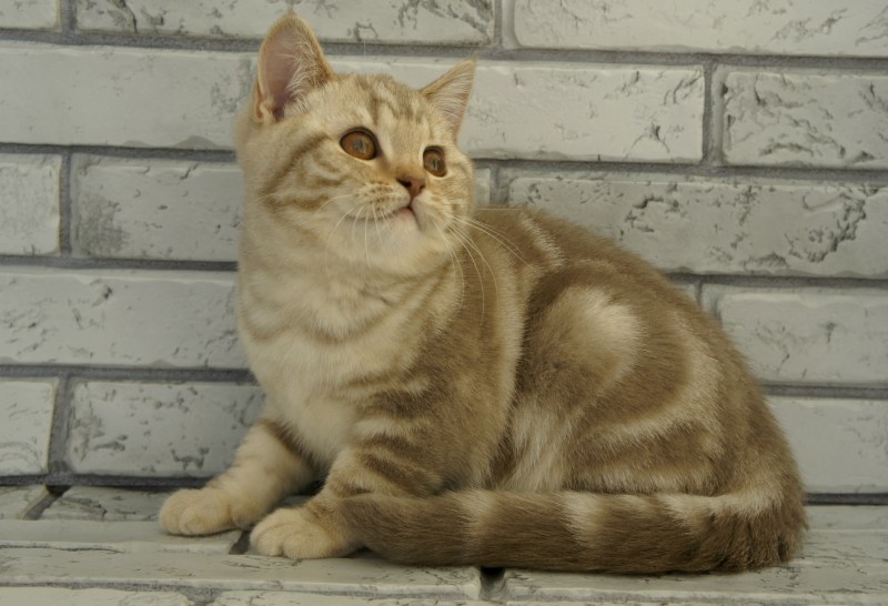 Британская короткошерстная красный мрамор