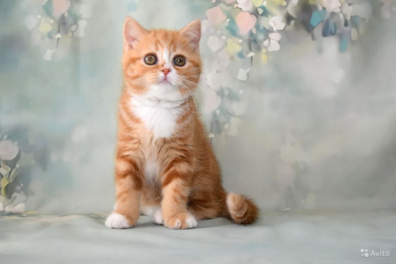 Шотландский скоттиш фолд рыжий