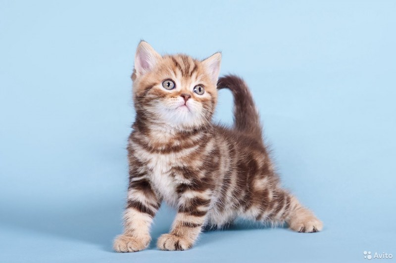 Скоттиш фолд красный мрамор