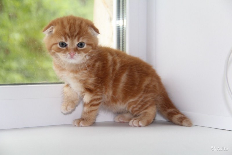 Подобранный рыжий котёнок