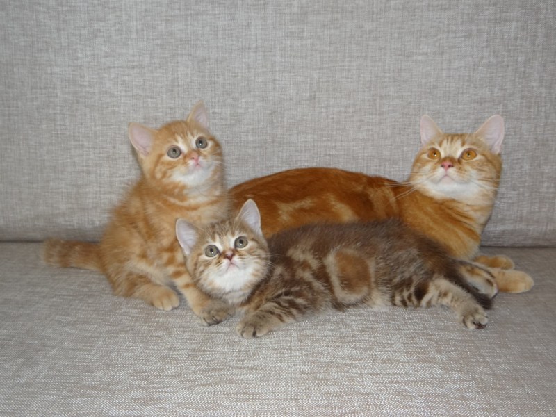 Красный британский котенок