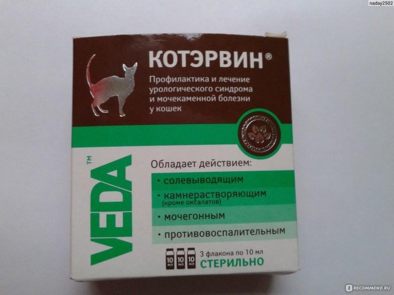 Почечная недостаточность у кошек