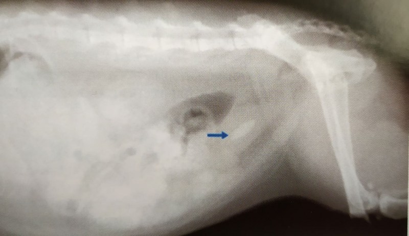 Is it possible to give Beef for urolithiasis in Dogs