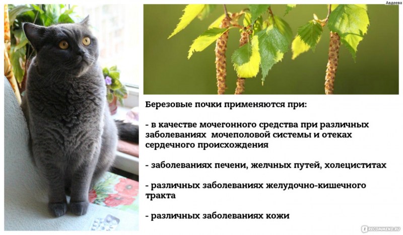 Паралич конечностей у кошек