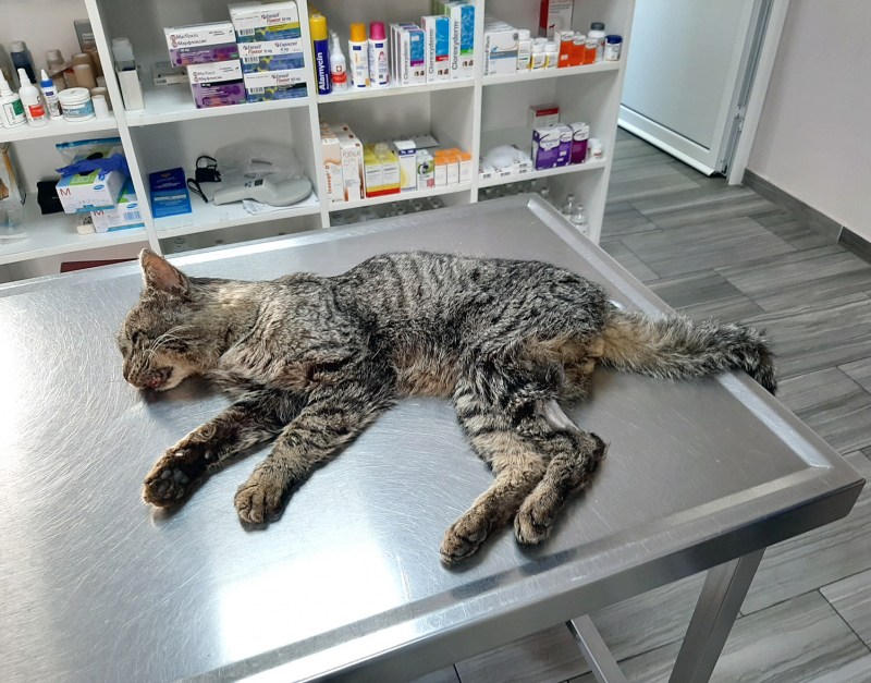 Котенок у ветеринара