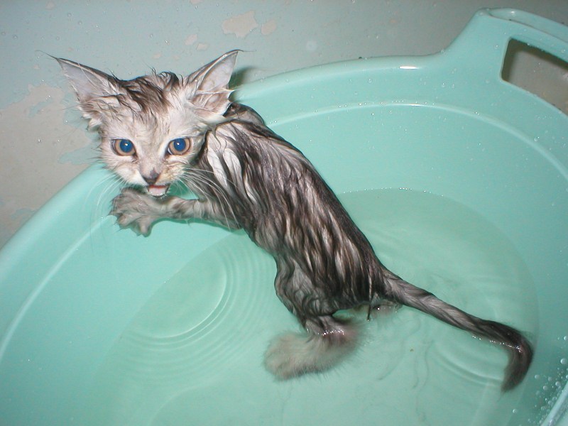 Кот купается