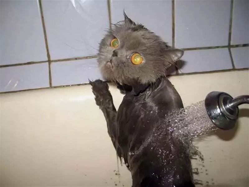 Кот в душе
