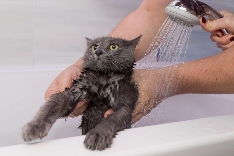 Кот купается