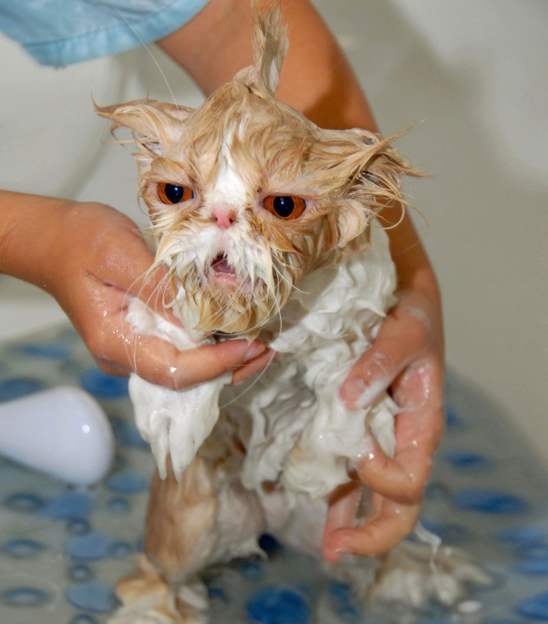Смешные мокрые коты