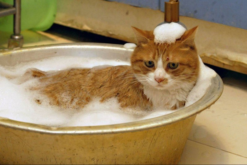 Кот в тазике с водой
