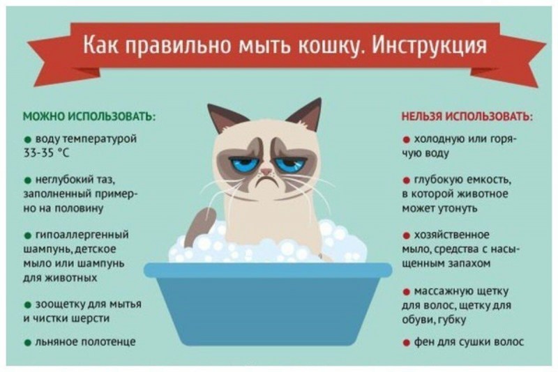Помыть котенка