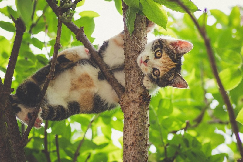 Кошках из интернета