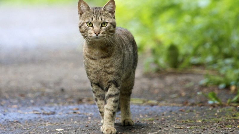Belive Cat Cover