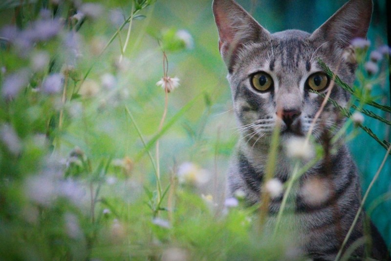 1 Кошка