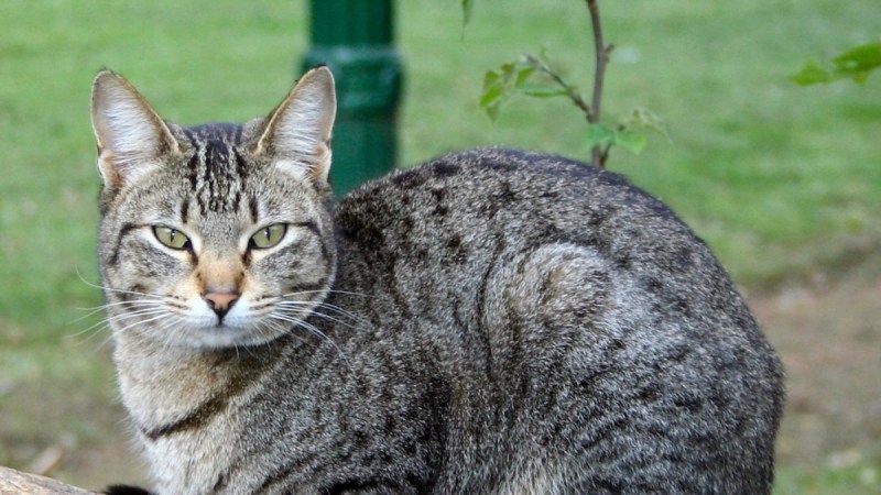 Земляной кот