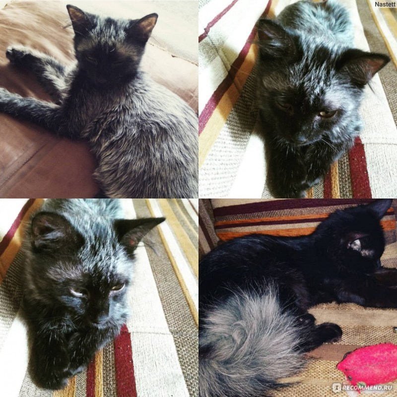 Эгейская кошка табби