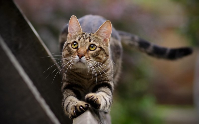 Женщина кормит кота