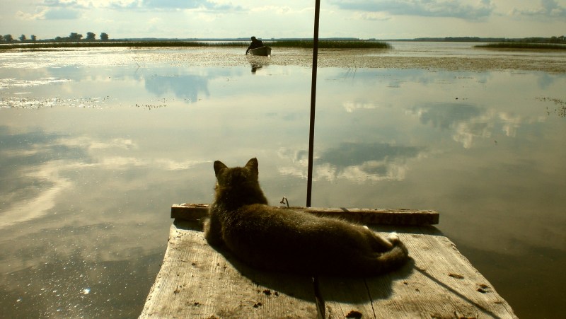 Кот рыбачит