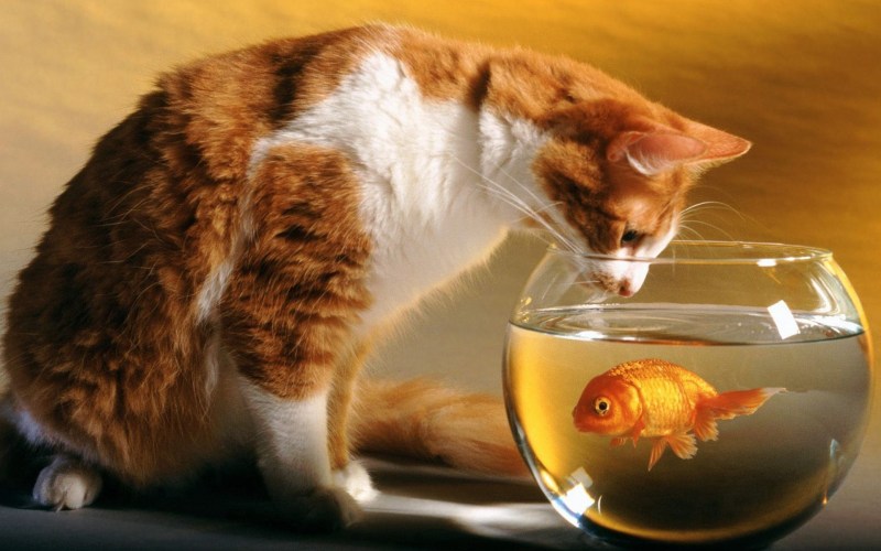 Котик с рыбкой