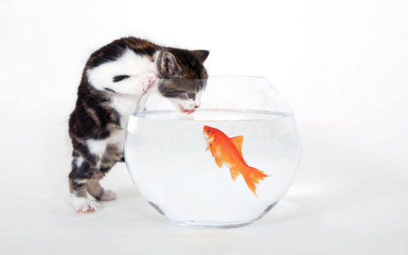 Котенок и аквариум