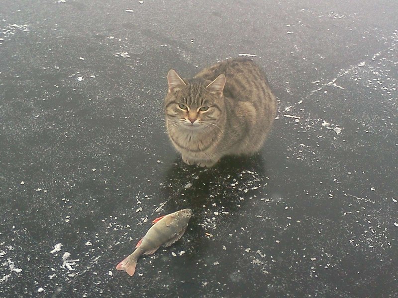 Кошка для рыбалки