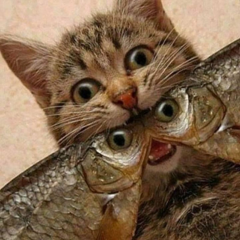Котенок ест рыбу