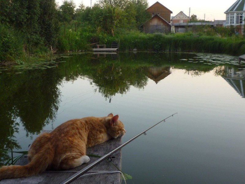 Кот рыбачит