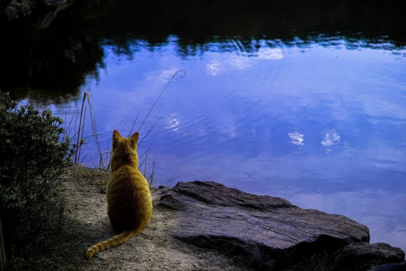 Кошка в воде