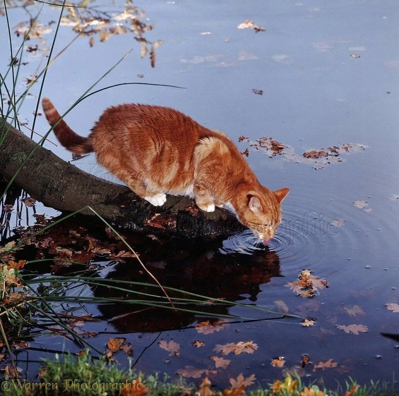 Кот охотится