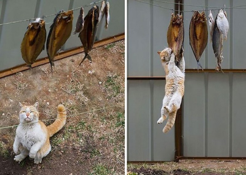 Коты воруют рыбу