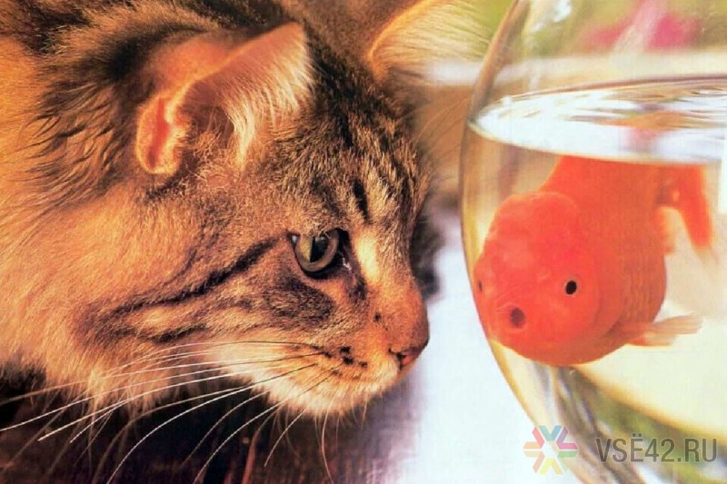 Котенок и аквариум