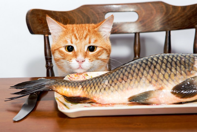 Кот и рыбка