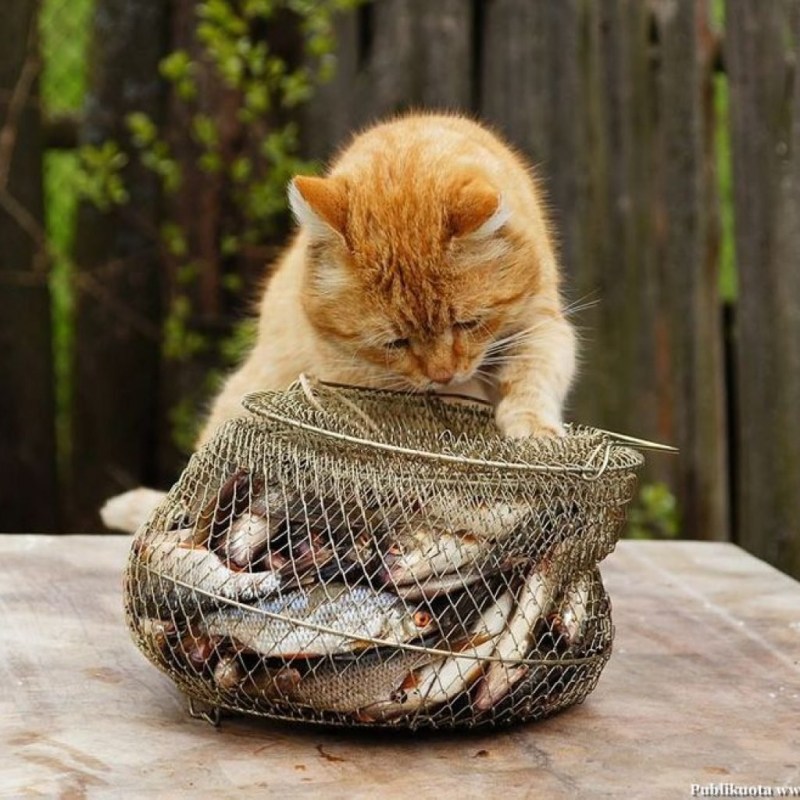 Котик с рыбкой
