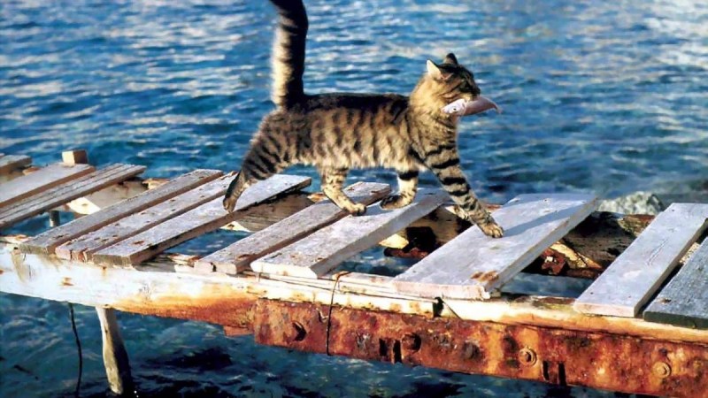 Кот рыбачит