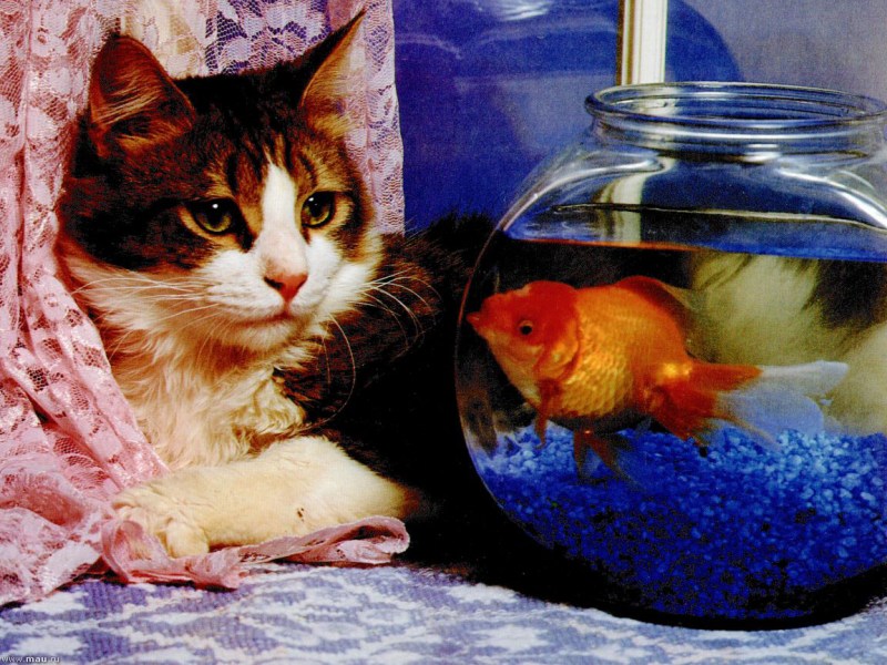 Котенок и аквариум