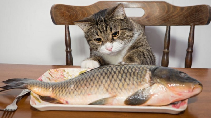 Кошка с рыбой в зубах