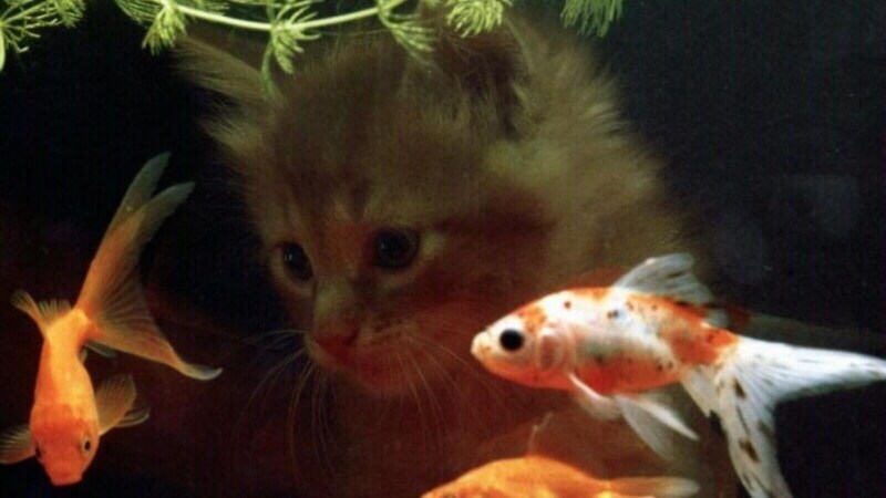 Котенок и аквариум