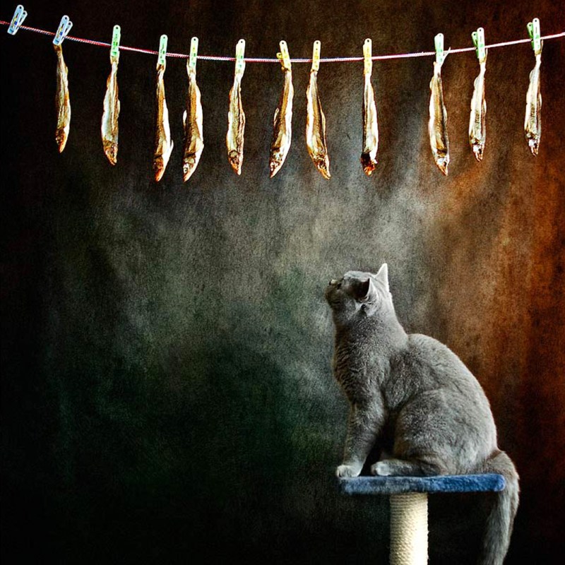Коты с рыбой