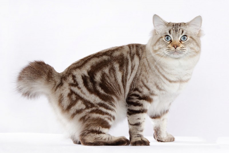 Кот Курильский бобтейл