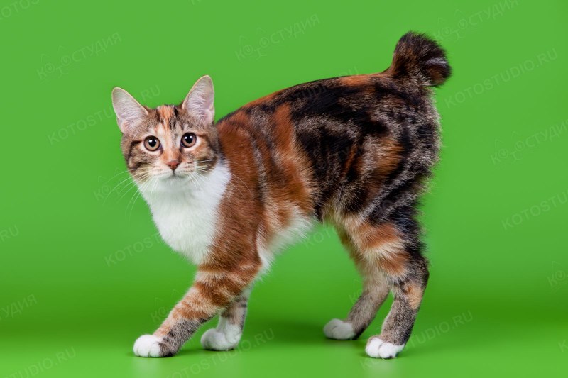 Коты Курильский бобтейл