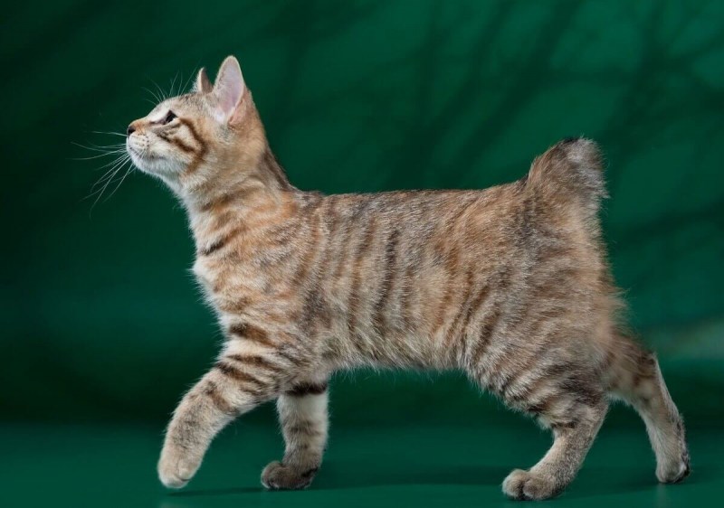 Кот Курильский бобтейл
