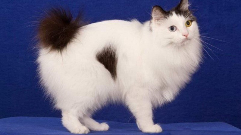 Кот Курильский бобтейл