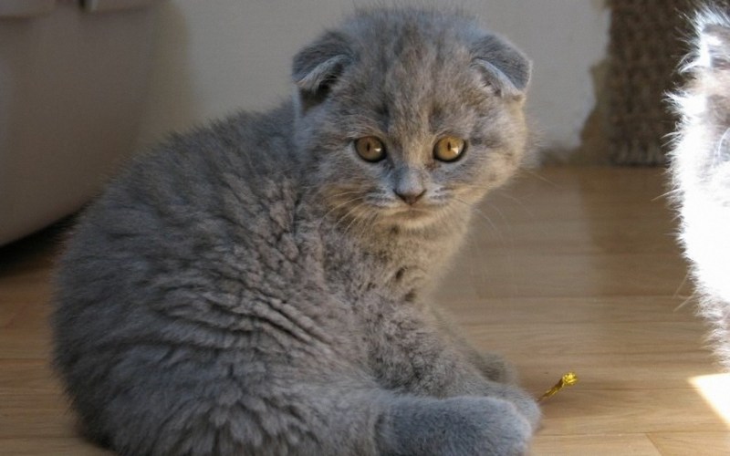 Шотландский вислоухий кот скоттиш фолд