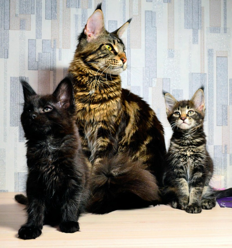 Котята Мейн кун