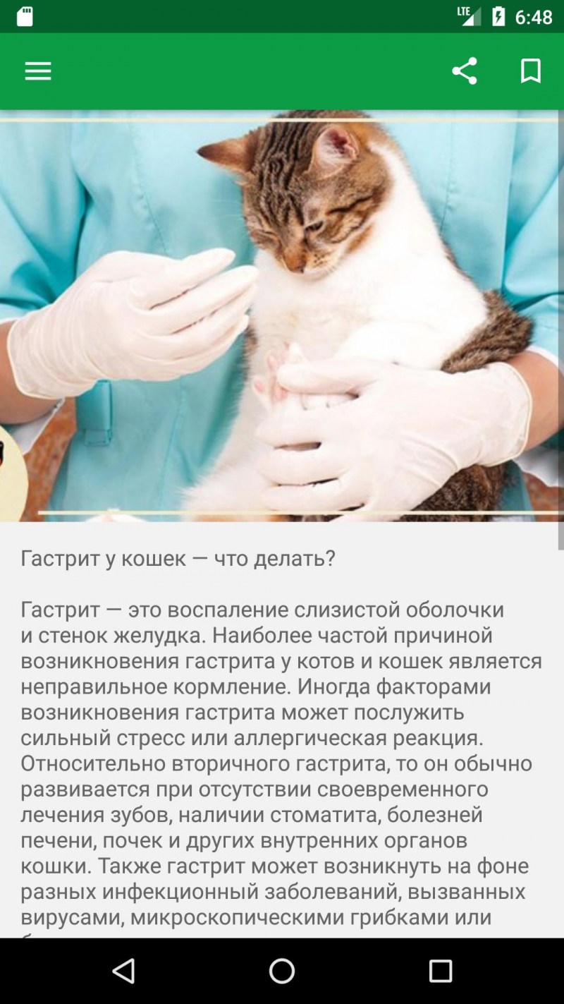 Сколько стоят кошачьи органы