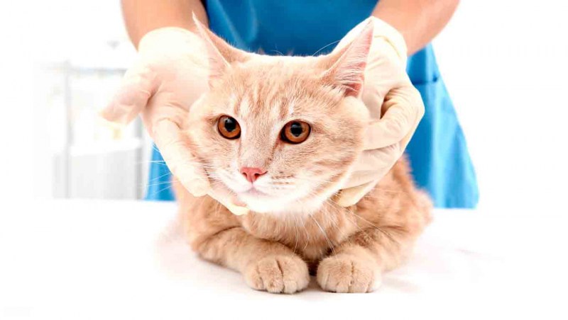 Кошка отказывается от корма
