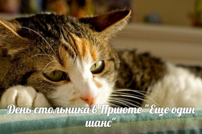 Ъоъ кот кашляет