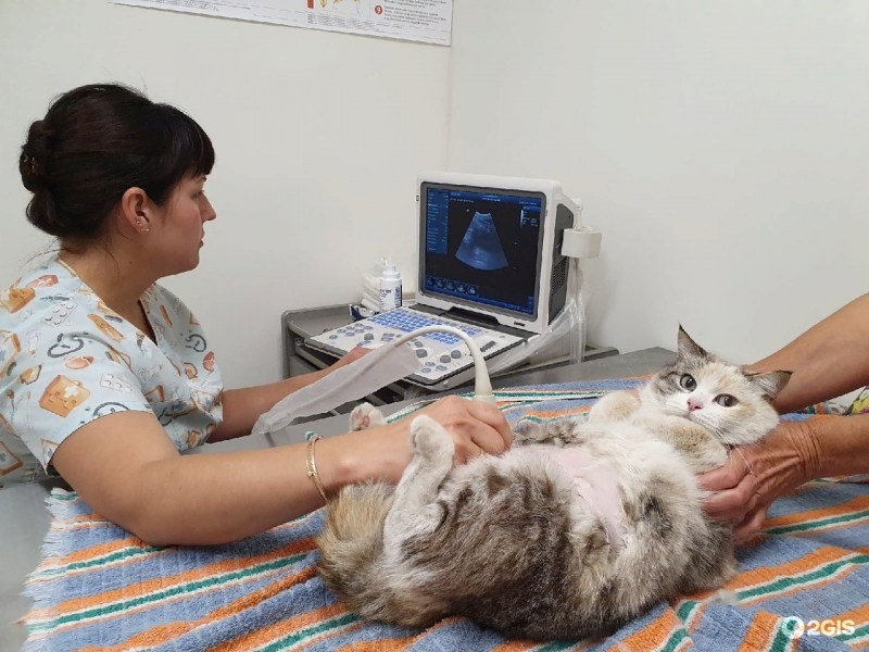 Кошка в клинике